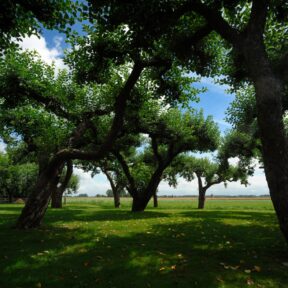 Special boomgaard 10