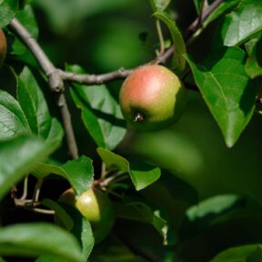 Special boomgaard 12