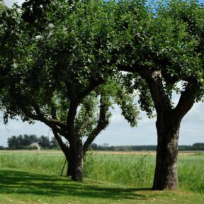 Special boomgaard 13